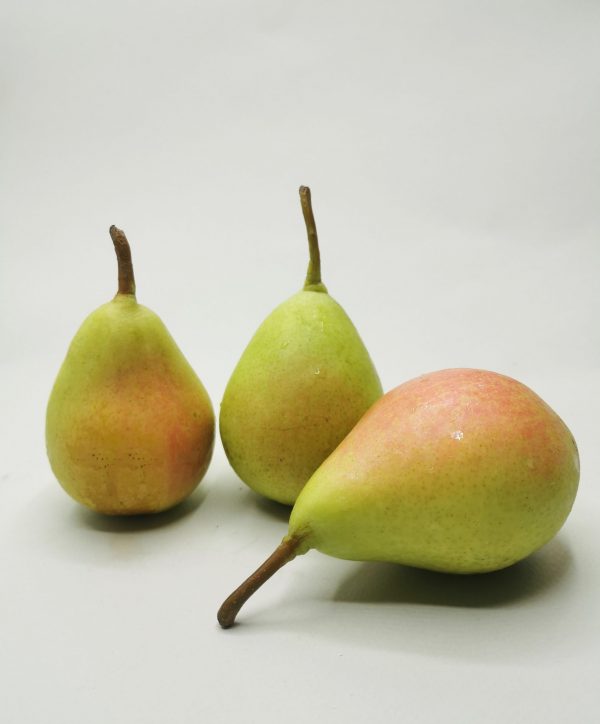 "Herculina" Pear