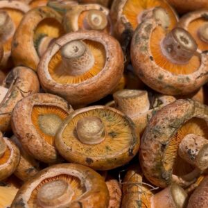 Níscalos / Rovellons petits