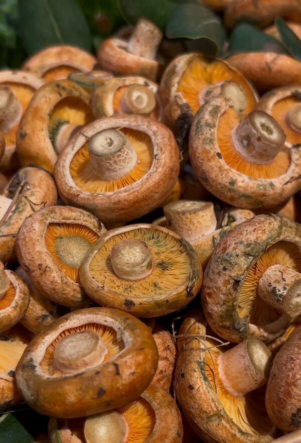 Níscalos / Rovellons petits